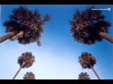 Palm Tree