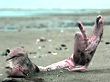 The Glove (French)