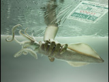 Squid in the Pack