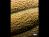 Cantaloupe