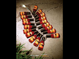 Firecrackers (Asian Zing)