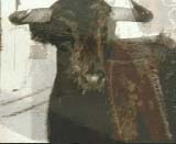 Ole Lassa