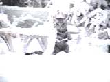 Snow