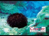Sea Urchin