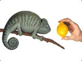 Chameleon