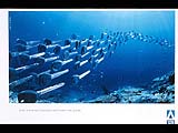 School of Fish