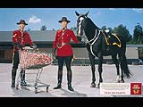The Royal Canadian Mounted Police