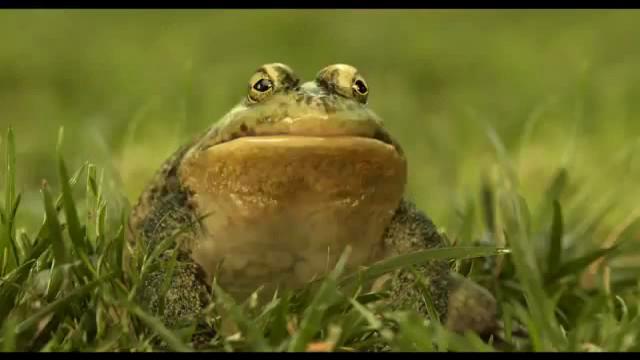 Frog