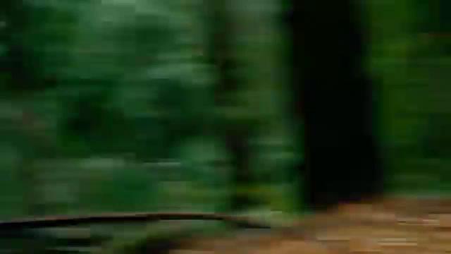 Jaguar at Play