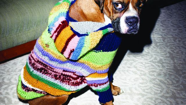 Dog Sweater