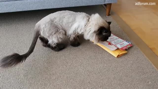 Direct mail targets your kitty