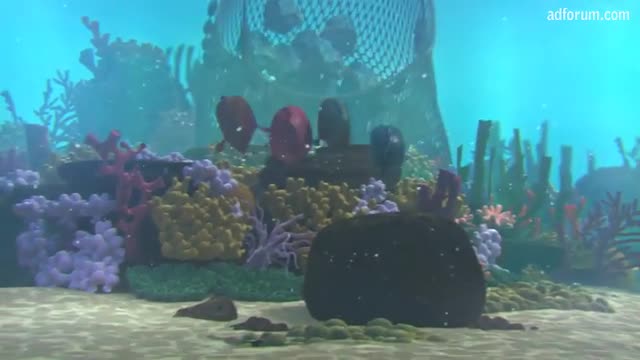 Sea Stars (Dutch)