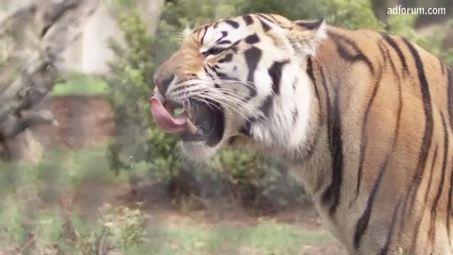 Mike The Tiger