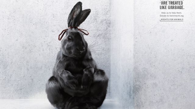 Rabbit