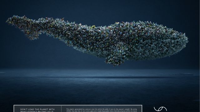 Whale