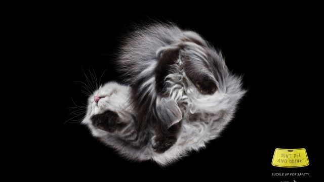 Dead cat