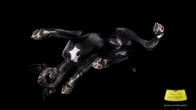 Dead cat 3
