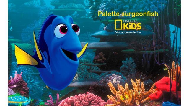 Palette surgeonfish