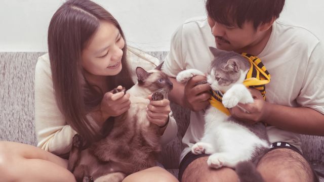 Thai Airways #StayHome Miles Exchange