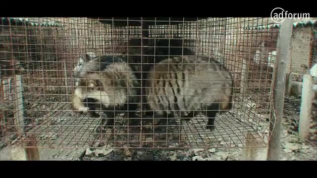 End The Lockdown for Animals