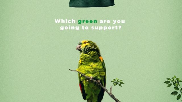 Parrot