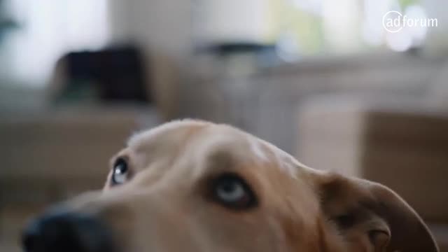 Radar, the sound sniffing dog