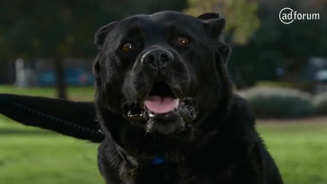 Dash, the recent rescue