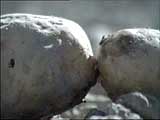 Battle of the Potato