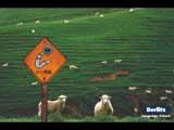 Sheeps