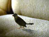 Bird (Portuguese)