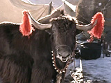 Tibet