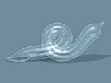 Snail
