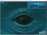 Life Size Whale