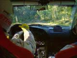 Rally
