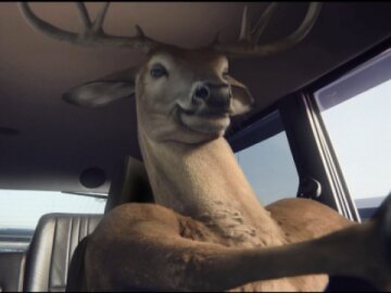 Deer